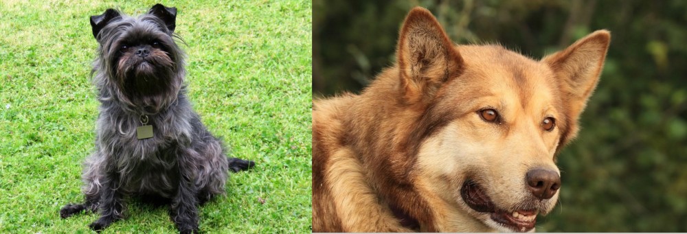 Seppala Siberian Sleddog vs Affenpinscher - Breed Comparison
