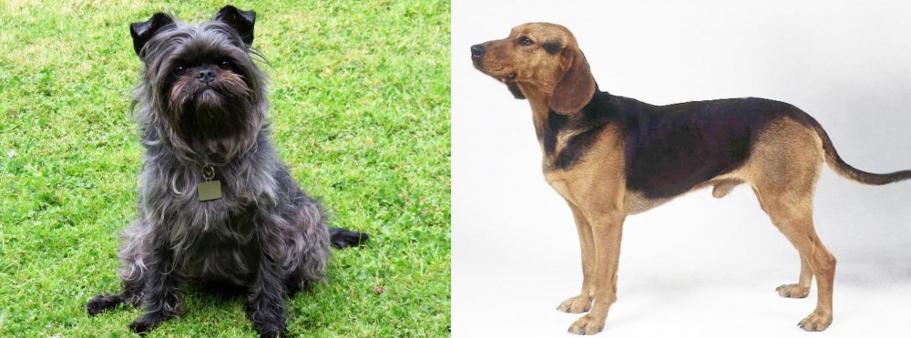 Serbian Hound vs Affenpinscher - Breed Comparison
