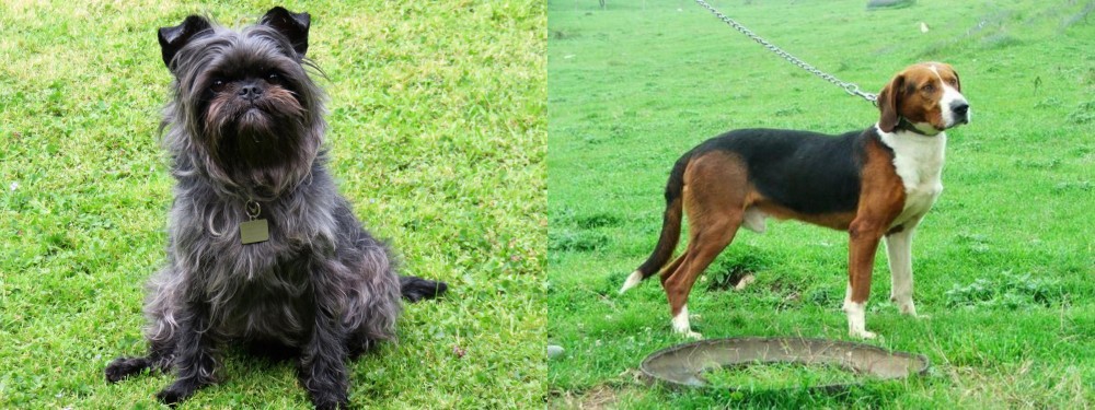 Serbian Tricolour Hound vs Affenpinscher - Breed Comparison
