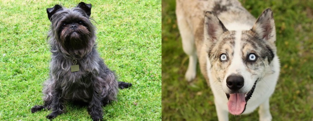 Shepherd Husky vs Affenpinscher - Breed Comparison