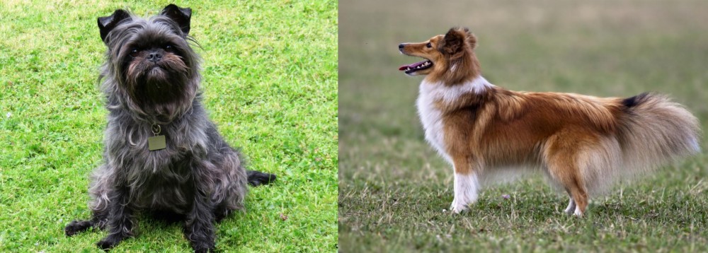 Shetland Sheepdog vs Affenpinscher - Breed Comparison