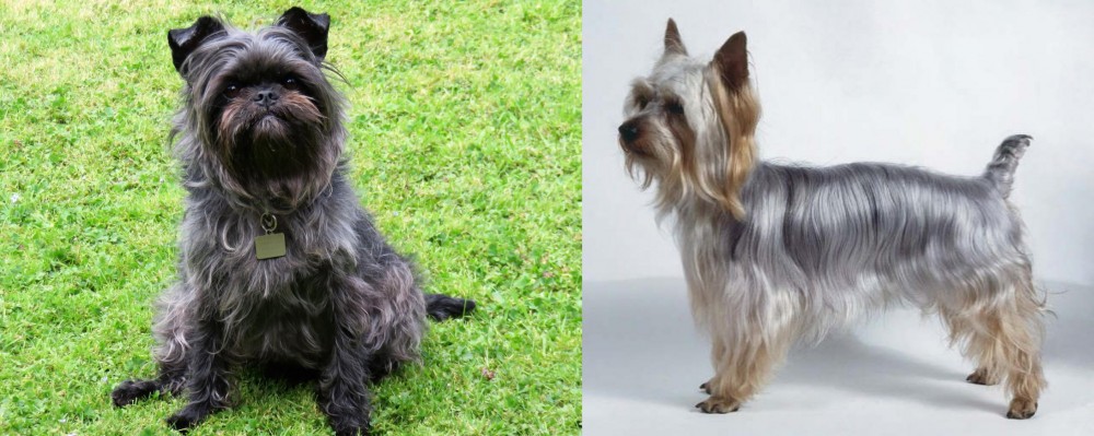 Silky Terrier vs Affenpinscher - Breed Comparison