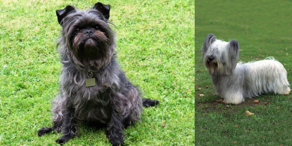 Skye Terrier vs Affenpinscher - Breed Comparison