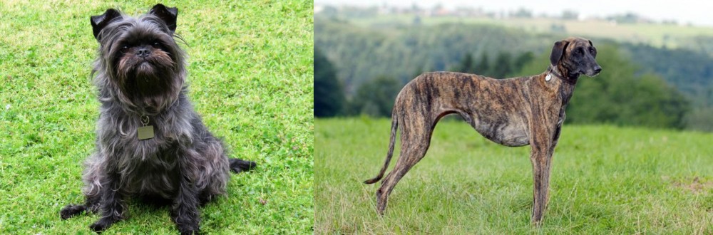 Sloughi vs Affenpinscher - Breed Comparison
