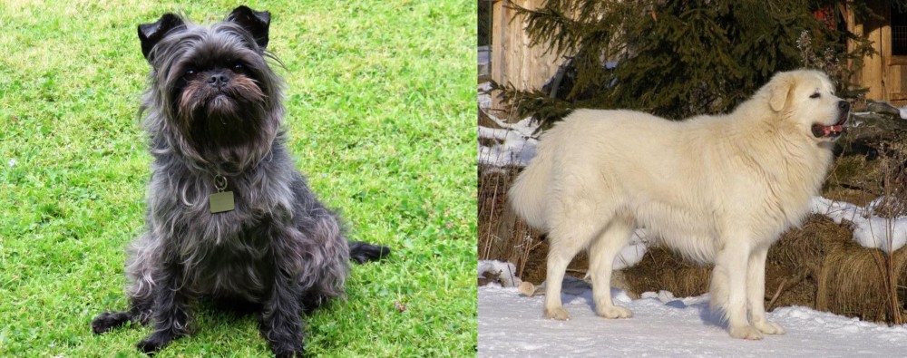 Slovak Cuvac vs Affenpinscher - Breed Comparison