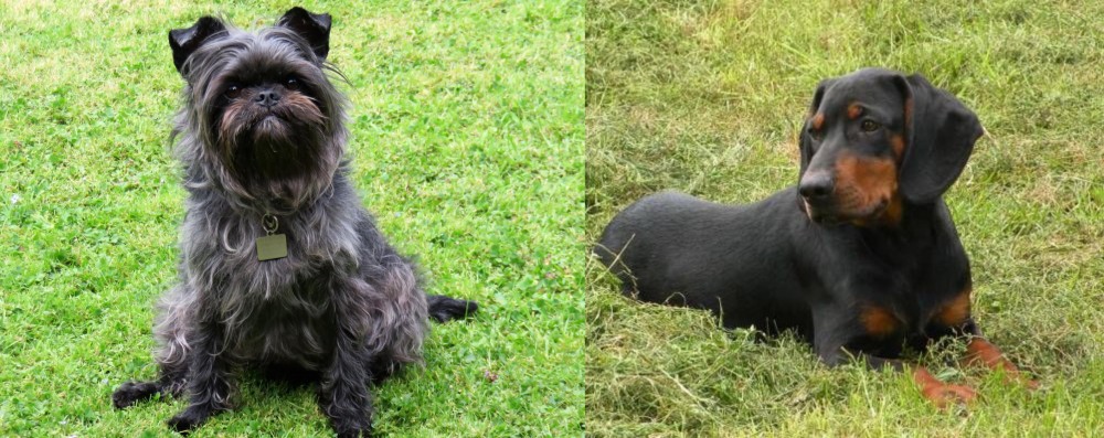 Slovakian Hound vs Affenpinscher - Breed Comparison