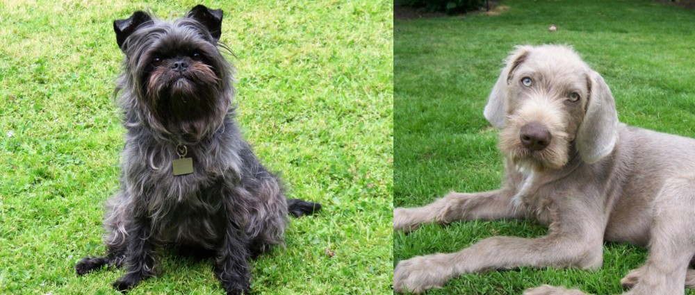 Slovakian Rough Haired Pointer vs Affenpinscher - Breed Comparison