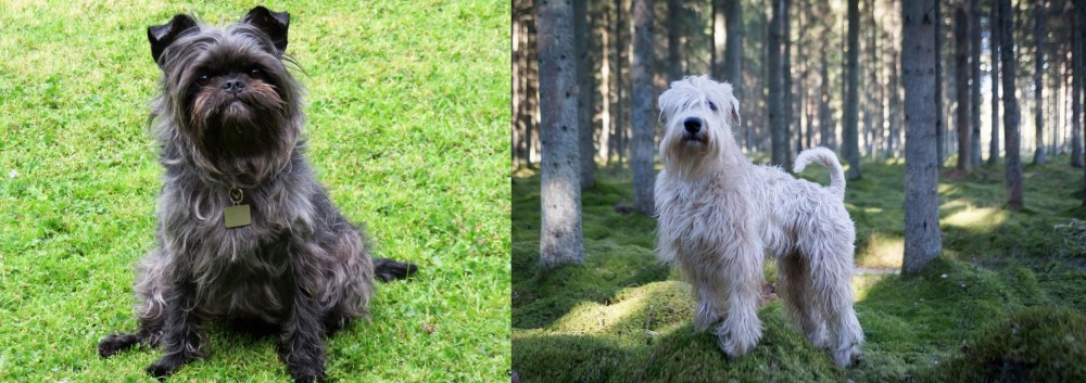 Soft-Coated Wheaten Terrier vs Affenpinscher - Breed Comparison