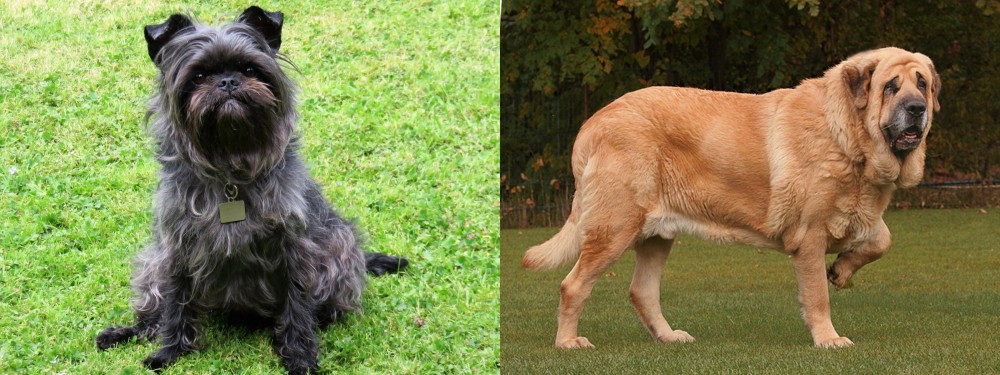 Spanish Mastiff vs Affenpinscher - Breed Comparison