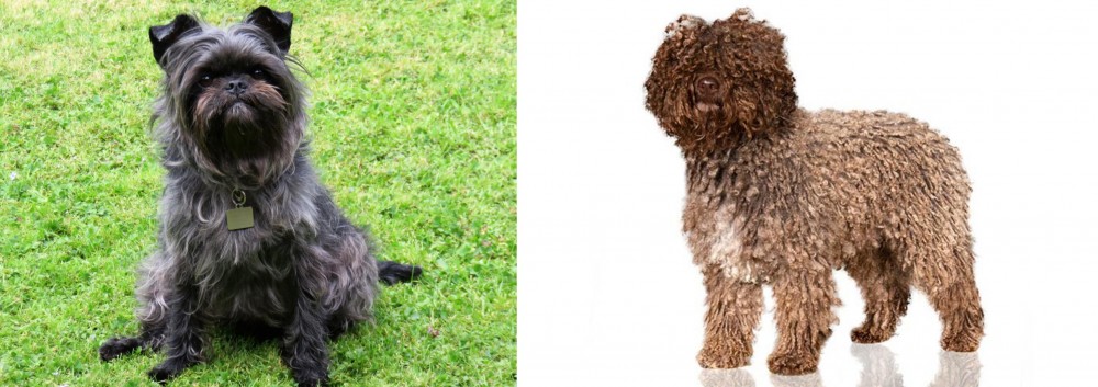 Spanish Water Dog vs Affenpinscher - Breed Comparison