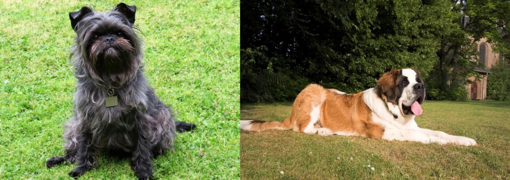 St. Bernard vs Affenpinscher - Breed Comparison
