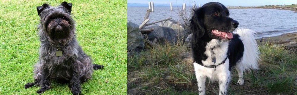 Stabyhoun vs Affenpinscher - Breed Comparison