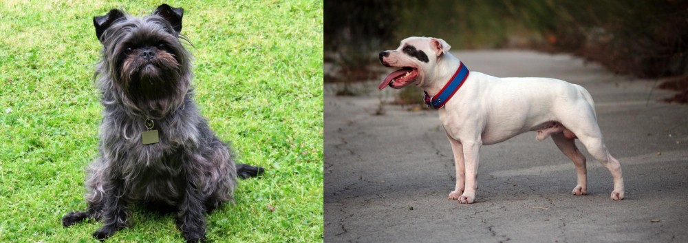 Staffordshire Bull Terrier vs Affenpinscher - Breed Comparison