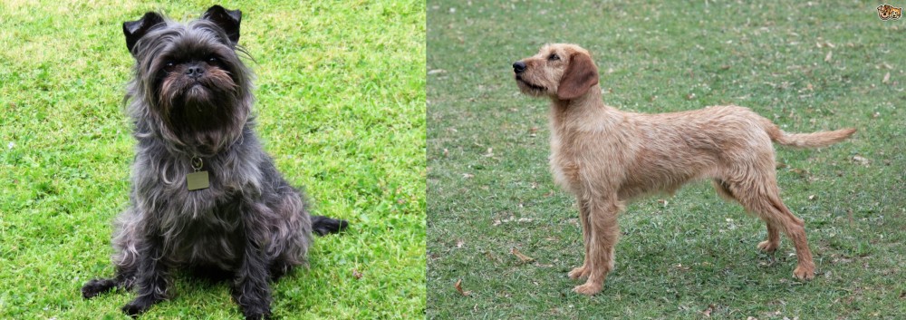 Styrian Coarse Haired Hound vs Affenpinscher - Breed Comparison