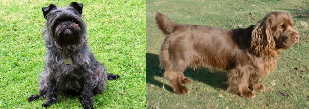 Sussex Spaniel vs Affenpinscher - Breed Comparison