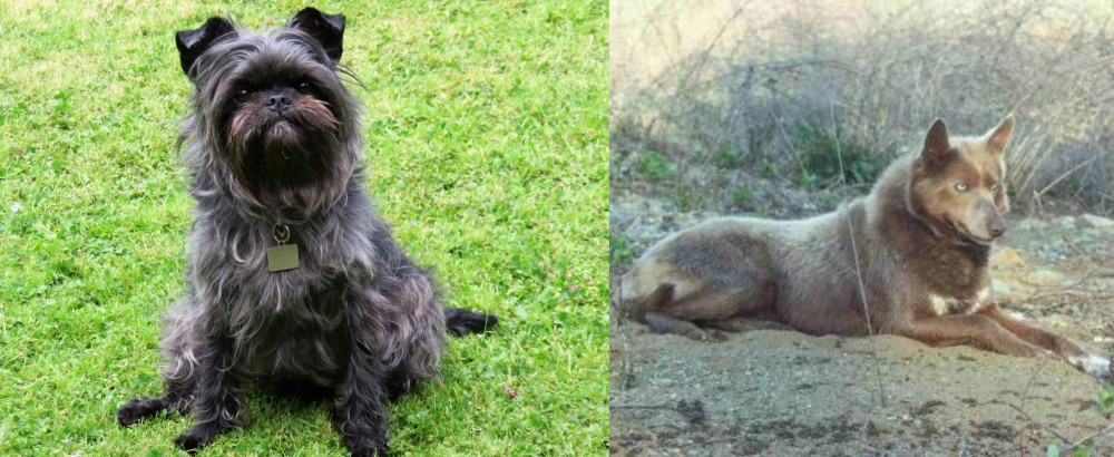 Tahltan Bear Dog vs Affenpinscher - Breed Comparison
