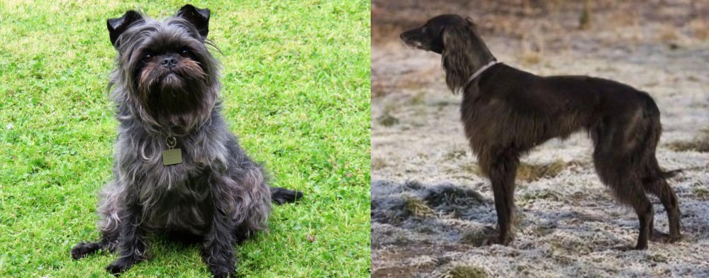 Taigan vs Affenpinscher - Breed Comparison