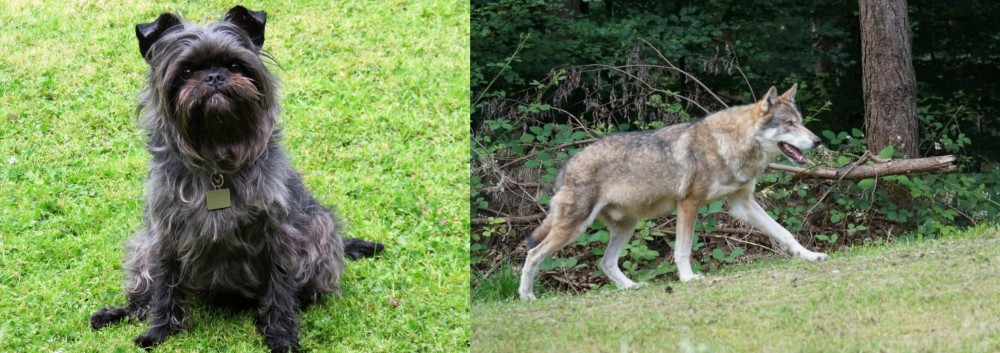 Tamaskan vs Affenpinscher - Breed Comparison
