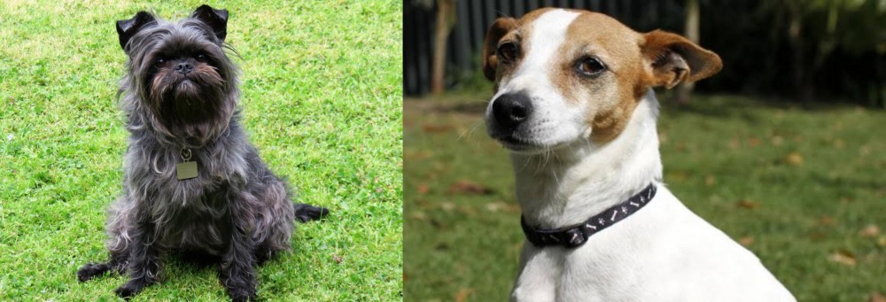 Tenterfield Terrier vs Affenpinscher - Breed Comparison