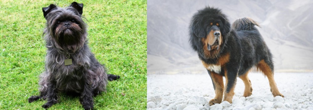 Tibetan Mastiff vs Affenpinscher - Breed Comparison