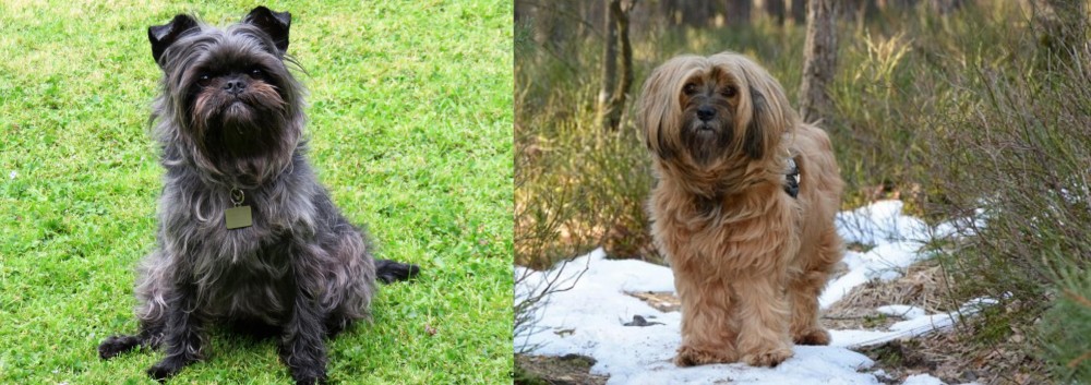 Tibetan Terrier vs Affenpinscher - Breed Comparison