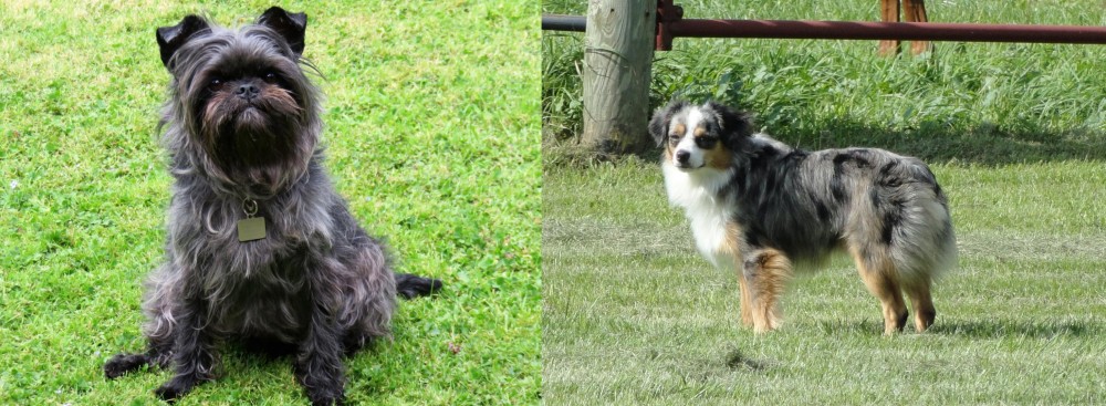 Toy Australian Shepherd vs Affenpinscher - Breed Comparison