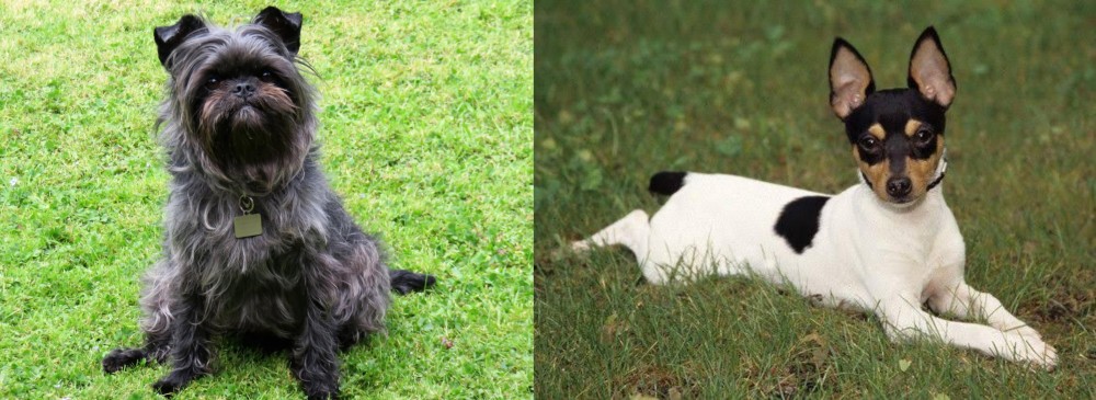 Toy Fox Terrier vs Affenpinscher - Breed Comparison
