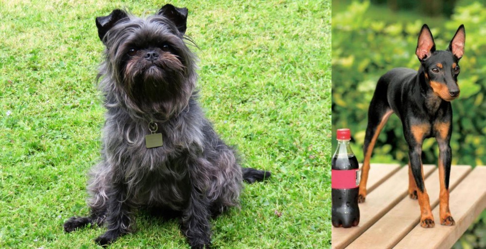 Toy Manchester Terrier vs Affenpinscher - Breed Comparison