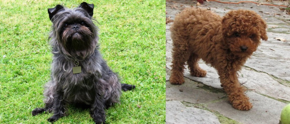 Toy Poodle vs Affenpinscher - Breed Comparison
