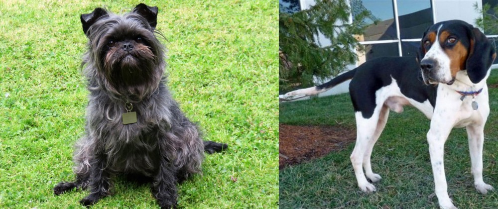Treeing Walker Coonhound vs Affenpinscher - Breed Comparison