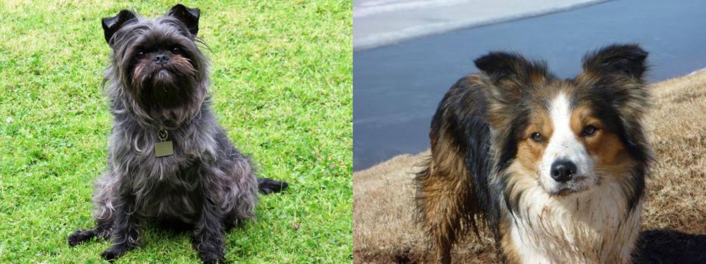 Welsh Sheepdog vs Affenpinscher - Breed Comparison