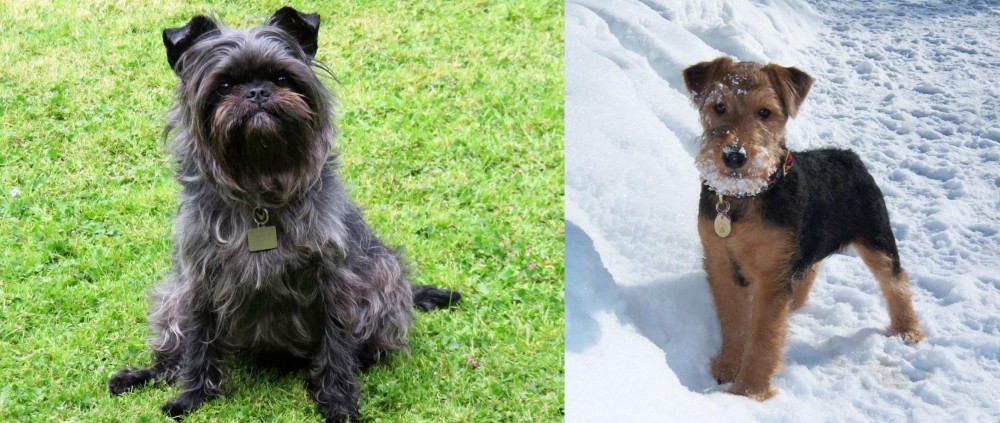 Welsh Terrier vs Affenpinscher - Breed Comparison