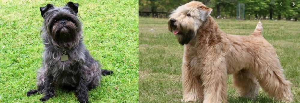 Wheaten Terrier vs Affenpinscher - Breed Comparison