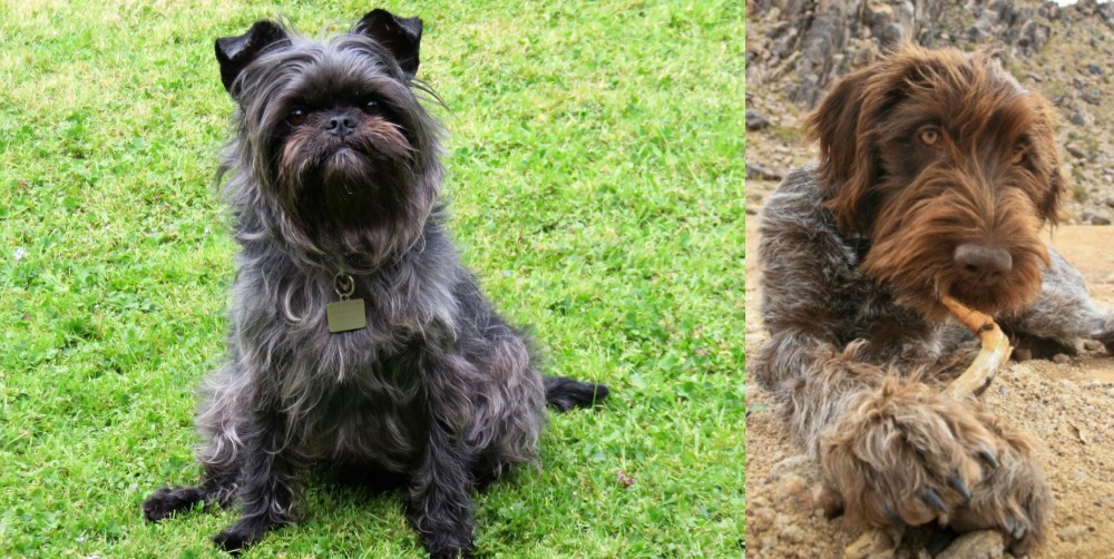 Wirehaired Pointing Griffon vs Affenpinscher - Breed Comparison