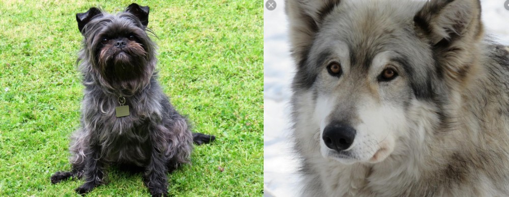 Wolfdog vs Affenpinscher - Breed Comparison