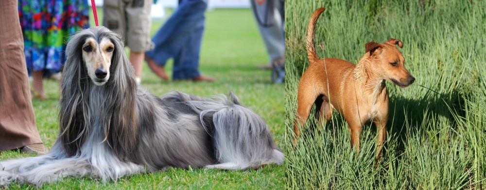 Africanis vs Afghan Hound - Breed Comparison