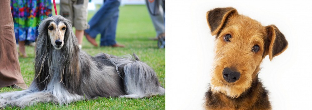 Airedale Terrier vs Afghan Hound - Breed Comparison