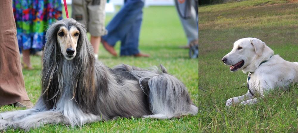 Akbash Dog vs Afghan Hound - Breed Comparison