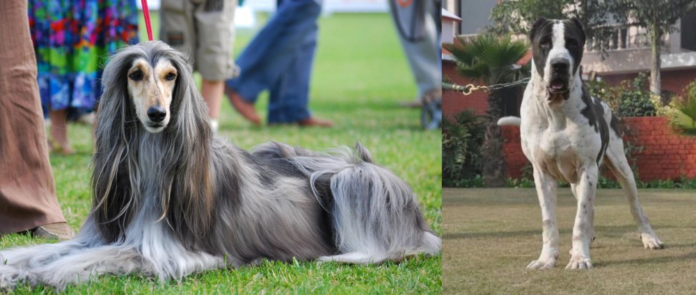 Alangu Mastiff vs Afghan Hound - Breed Comparison