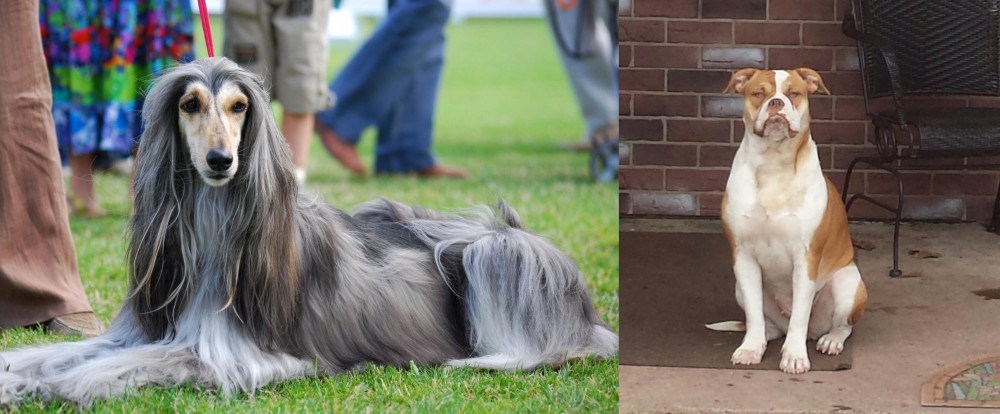 Alapaha Blue Blood Bulldog vs Afghan Hound - Breed Comparison