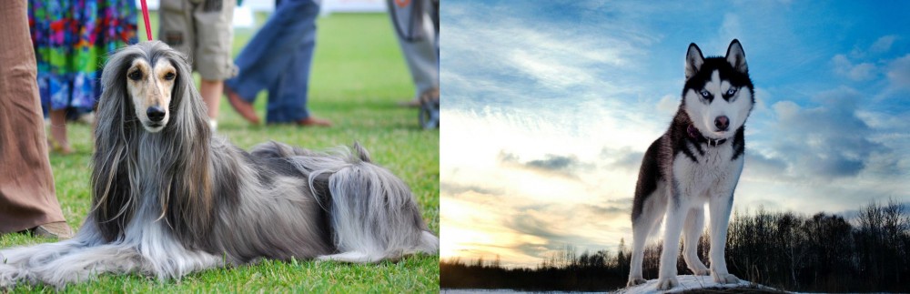 Alaskan Husky vs Afghan Hound - Breed Comparison