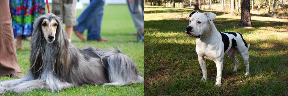 American Bulldog vs Afghan Hound - Breed Comparison