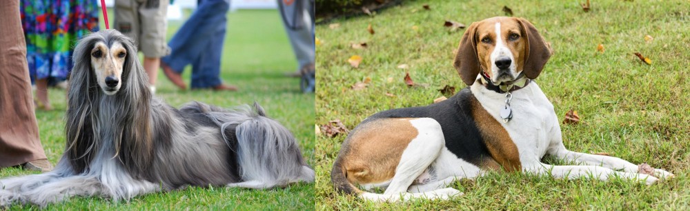American English Coonhound vs Afghan Hound - Breed Comparison