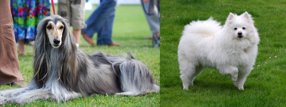 American Eskimo Dog vs Afghan Hound - Breed Comparison