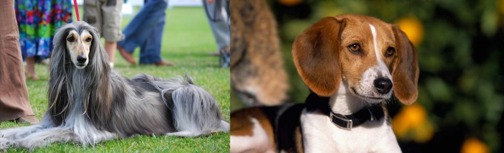 American Foxhound vs Afghan Hound - Breed Comparison
