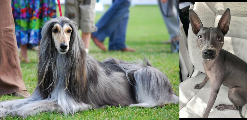 American Hairless Terrier vs Afghan Hound - Breed Comparison