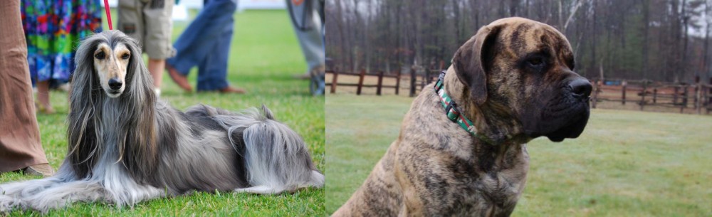 American Mastiff vs Afghan Hound - Breed Comparison