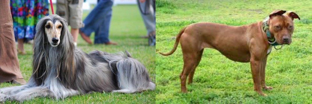 American Pit Bull Terrier vs Afghan Hound - Breed Comparison