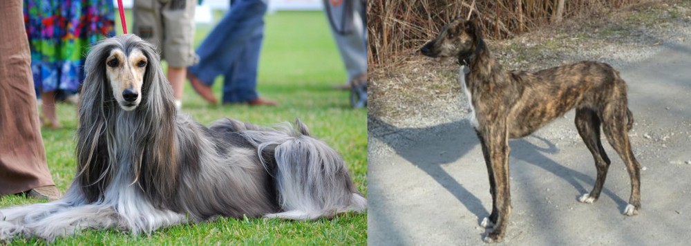 American Staghound vs Afghan Hound - Breed Comparison