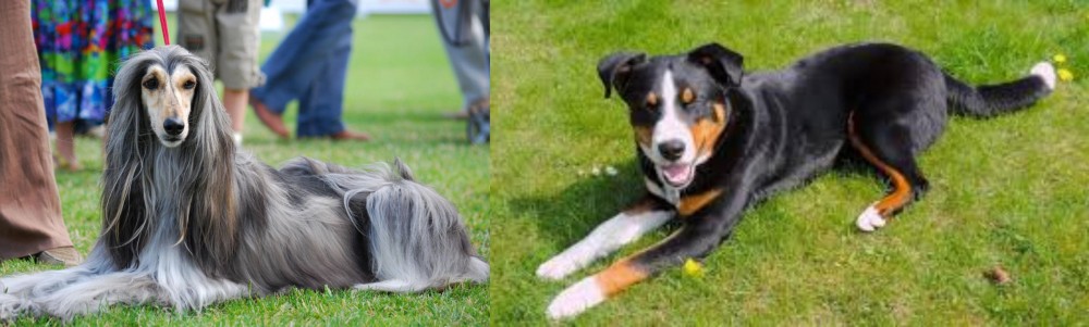 Appenzell Mountain Dog vs Afghan Hound - Breed Comparison